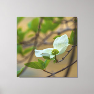 Lienzo Dogwood del Pacífico