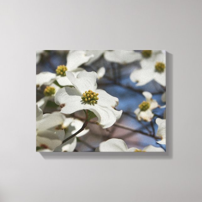 Lienzo Dogwood en flor (Anverso)