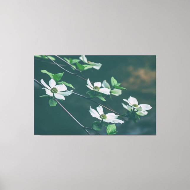 Lienzo Dogwoods Pacífico (Anverso)