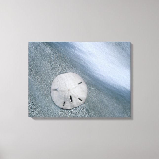 Lienzo Dólar de arena en la playa | Isla Sanibel, Florida (Anverso)
