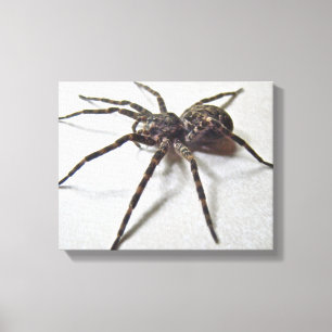 Lienzo Dolomedes tenebrosus - Araña pesquera