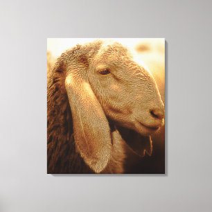 Lienzo Dolomitas de oveja de larga duración, Italia