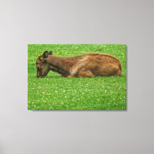 Lienzo Dormir pequeño uno