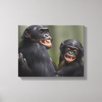 Dos bonobos sonrientes
