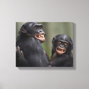 Lienzo Dos bonobos sonrientes