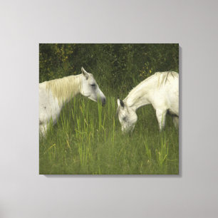 Lienzo Dos caballos comiendo pasto