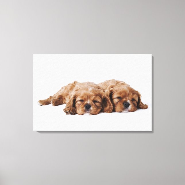 Lienzo Dos cachorros Cavalier King Charles Spaniel (Anverso)