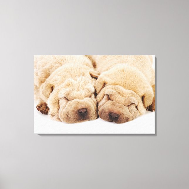 Lienzo Dos cachorros de Shar Pei durmiendo (Anverso)