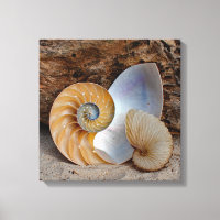 Dos cáscaras de Nautilus