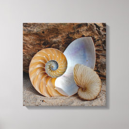 Lienzo Dos cáscaras de Nautilus