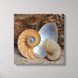 Lienzo Dos cáscaras de Nautilus