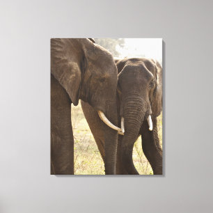 Lienzo Dos elefantes africanos de Bush (Loxodonta