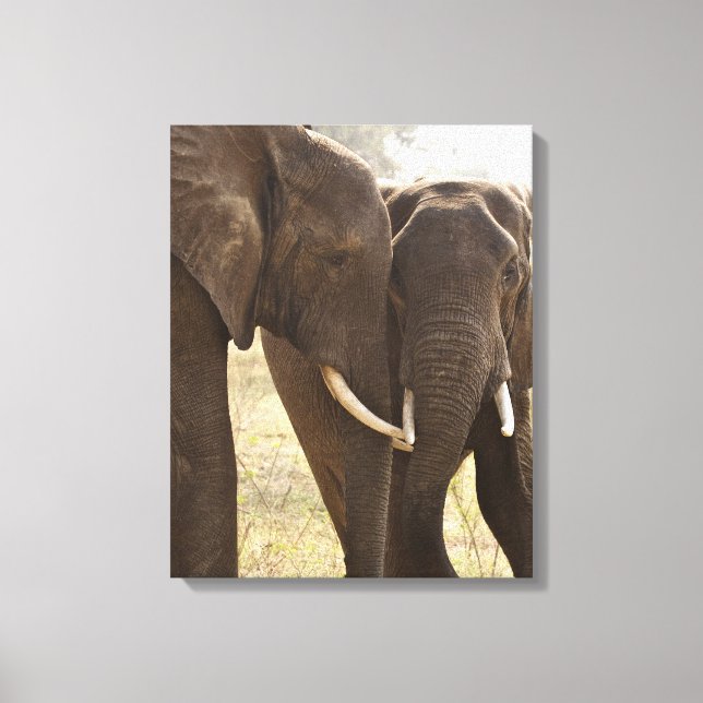 Lienzo Dos elefantes africanos de Bush (Loxodonta African (Anverso)