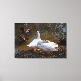 Lienzo dos gansos blancos y dos patos de mandarina