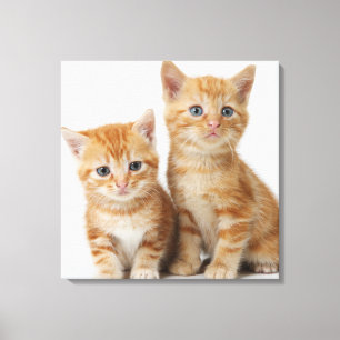 Lienzo Dos gatitos adorables