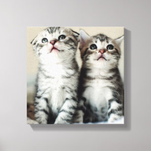 Lienzo Dos gatitos banales