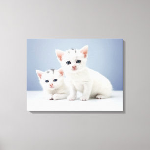 Lienzo Dos gatitos blancos muy jovenes miran fijamente