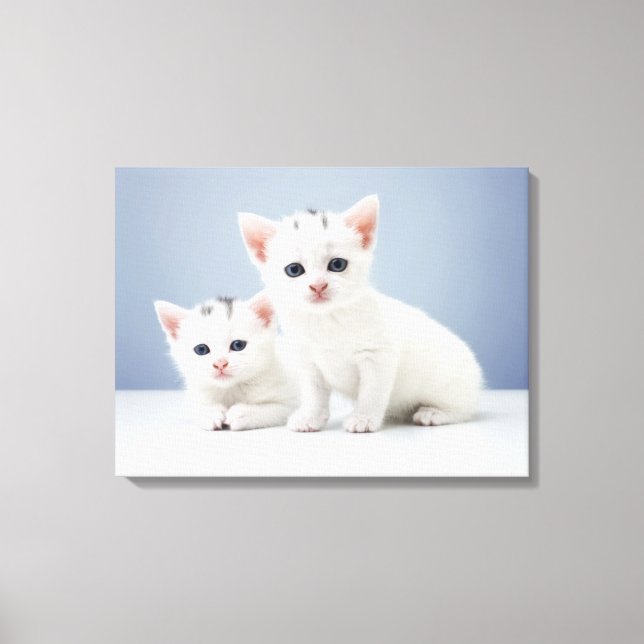 Lienzo Dos gatitos blancos muy jóvenes miran inquisitivam (Anverso)