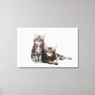 Lienzo Dos gatitos de gato de coon de Maine