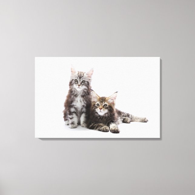 Lienzo Dos gatitos de Maine coon cat (Anverso)