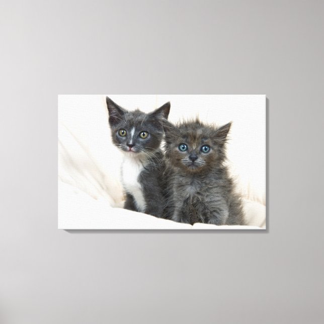 Lienzo Dos gatitos de mesa (Anverso)