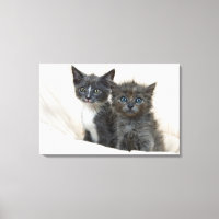 Dos gatitos de mesa
