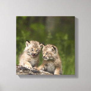 Lienzo Dos gatitos del lince de Canadá (lince Canadensis