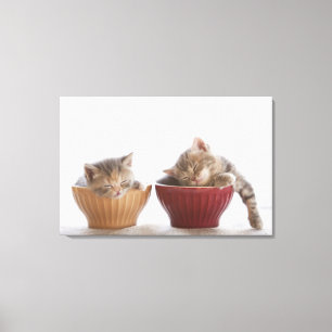 Lienzo Dos gatitos que duermen en cuencos