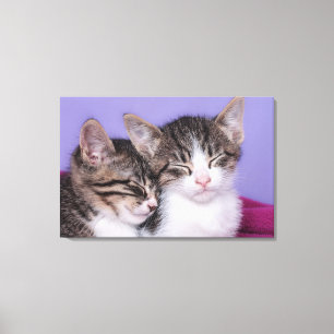 Lienzo Dos gatitos rallados