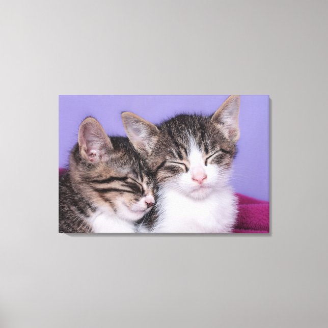 Lienzo Dos gatitos rallados (Anverso)