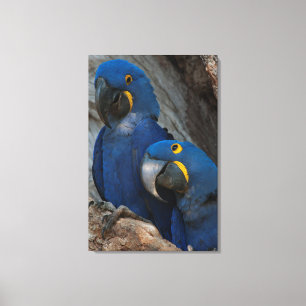 Lienzo Dos guacamayos jacintos, Brasil