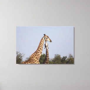 Lienzo Dos jirafa, parque nacional de Kruger, Suráfrica