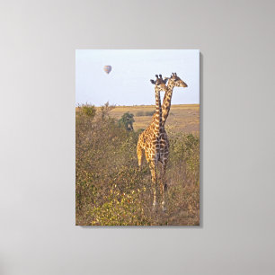 Lienzo Dos jirafas (camelopardalis) del Giraffa, Masai