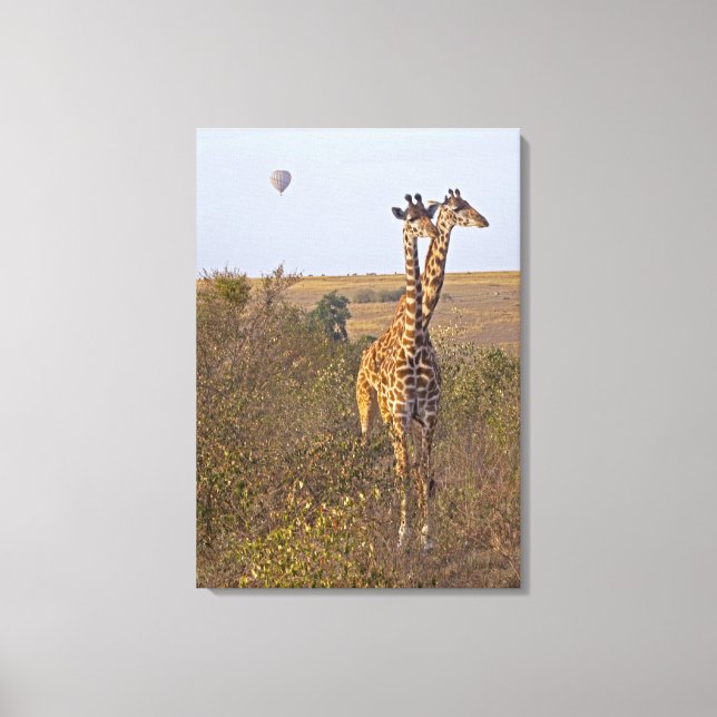 Lienzo Dos jirafas (camelopardalis Giraffa), Masai (Anverso)