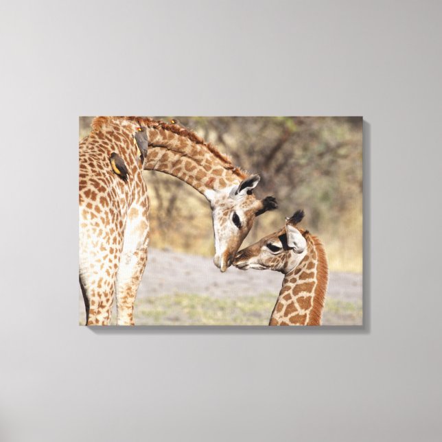 Lienzo Dos jóvenes jirafas (Anverso)