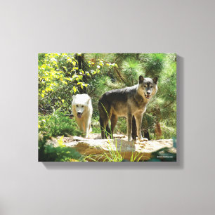 Lienzo Dos lobos grises en bosque