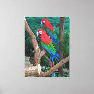 Lienzo Dos Macaws Rojos y Verdes Ara Cloropterus