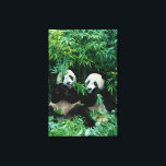 Lienzo Dos pandas comiendo bambú juntos, Wolong<br><div class="desc">DERECHOS RESERVADOS Keren Su / DanitaDelimont.com | AS07 KSU1111.jpg | Dos pandas comiendo bambú juntos,  Wolong,  Sichuan (China)</div>