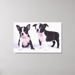 Lienzo Dos perritos blancos y negros