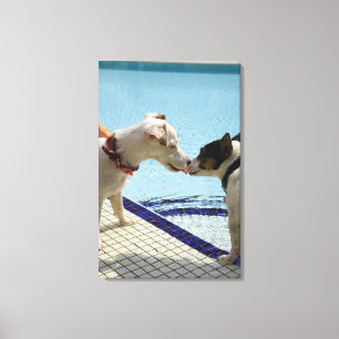 Lienzo Dos perros que se besan en el poolside