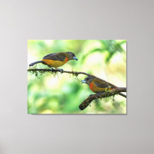 Lienzo Dos Tanagers de lomo escarlata hembras en Costa Ri