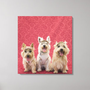 Lienzo Dos terriers de cairina y un westie