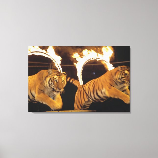 Lienzo Dos tigres saltando a través de ardientes ardiente (Anverso)