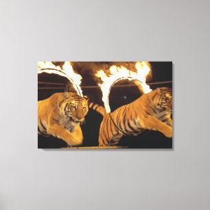 Lienzo Dos tigres saltando a través de ardientes ardiente
