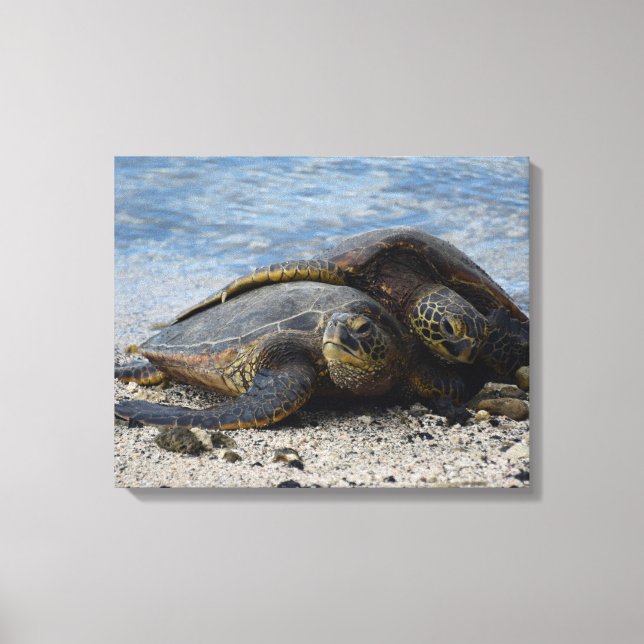 Lienzo Dos tortugas verdes hawaianas abrazan (Anverso)