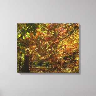Lienzo Dosel de Hojas de Otoño II Fotografía de Otoño Ama