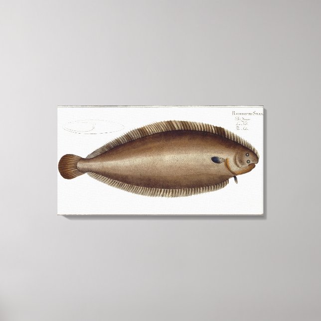 Lienzo Dover Sole (Solea Solaea) placa XLV de Ichthyol (Anverso)