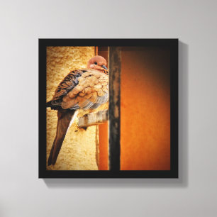 Lienzo Dozing Dove