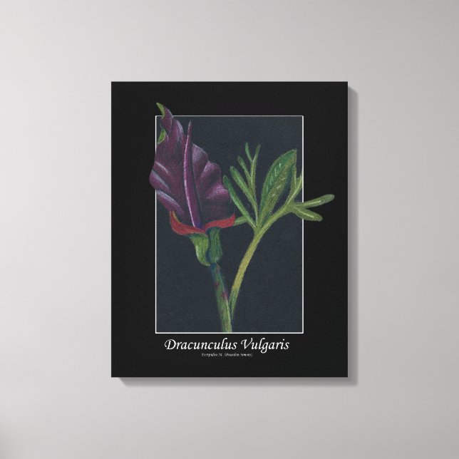 Lienzo Dracunculus Vulgaris flor primavera rojo verde neg (Anverso)