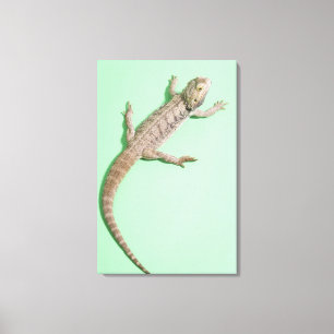 Lienzo Dragón barbudo 2